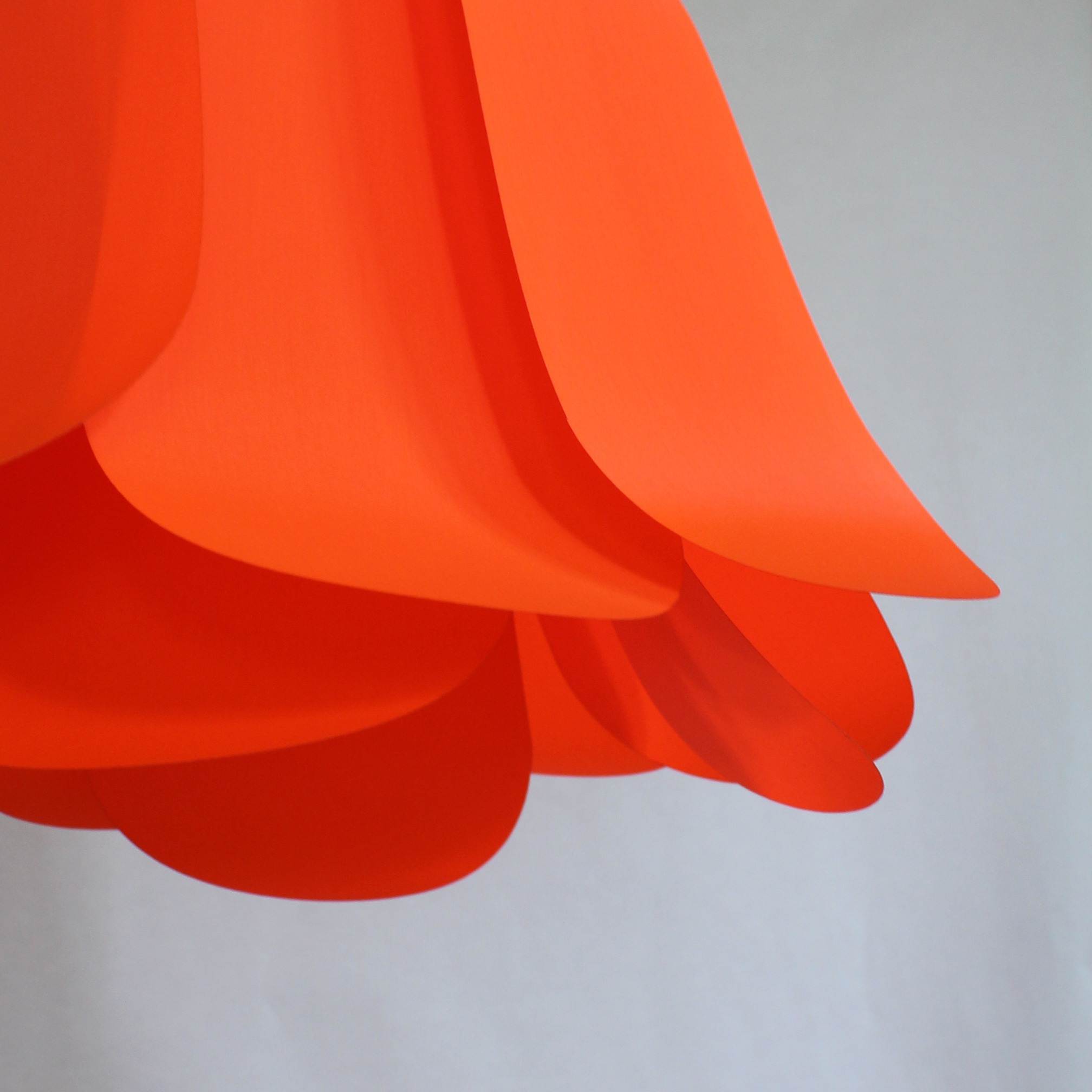 Tulipe Orange